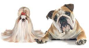 These playful, lovable shih tzu mix puppies are a cross between a shih tzu and another dog breed. Shih Tzu Bulldog Mix Is This Short Muzzled Hybrid Right For You