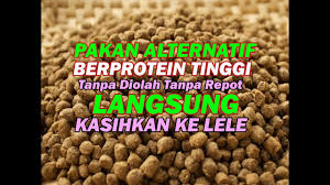 We did not find results for: Dtvpakan Gila Stop Pelet Gimana Lele Tidak Cepat Berat Bobotnya Dengan Pakan Alternatif Ini Youtube