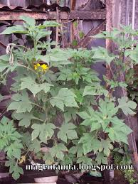 Berdasarakan sejarahnya, tanaman ini berasal dari meksiko kemudian menyebar ke amerika tengah dan selatan hingga akhirnya sampai ke asia, termasuk indonesia. Terbaru 38 Bunga Insulin Gambar Bunga