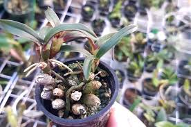 Image result for Microcharis