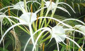 So the next time you need to send flowers online in india, you know where to head to. Lily Flower Farming Info In Greenhouse Agri Farming