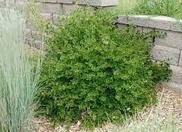 Maybe you would like to learn more about one of these? Ribes Alpinum Green Mound Boething Treeland Farms