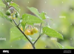 Image result for Solanum villosum