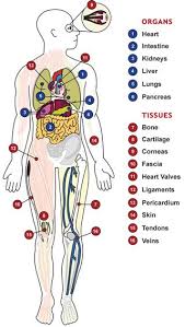 Image Detail For Transplantable Organs Include The Heart Kidneys Liver Lungs Organ Donation Awareness Kidney Donation Organ Donor