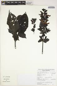 Image result for Brillantaisia madagascariensis