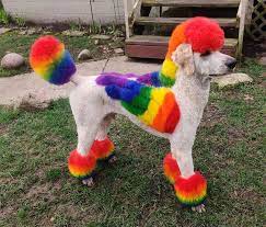 Opawz Permanent Dye For Dog And Horse Dog Dye Dog Hair Dye Puppies And Kitties