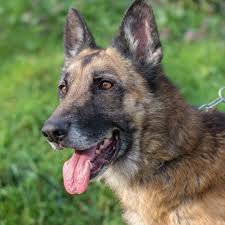 Voici les réponses à codycross chien, mascotte de l'émission 30 millions d'amis. Les Doyens Du Refuge Spa De Loire Atlantique