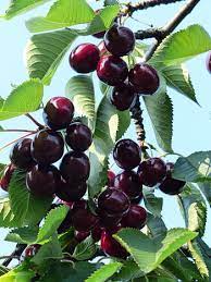 Page 3 Royalty Free Cherry Photos Free Download Pxfuel