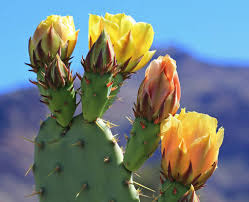A cooling, refreshing formula that purifies and hydrates your skin, breathing new life into your complexion with every ingredients. Cactus Flower Tibetan Ginseng Hydrating Mist Kiehl S