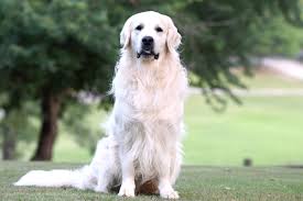 We started off with toy breeds, yorkies, papillions and now goldens. Questions Frequently Asked About Summer Brook Summer Brook