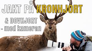 Får, get, rådjur, dovhjort, kronhjort eller gems. Jakt Pa Kronhjort Dovhjort Med Kameran Youtube