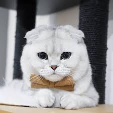 find your happiness home happy paws shotlandskie vislouhie kotyata milye kotiki shotlandskaya vislouhaya koshka