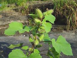 Image result for Xanthium