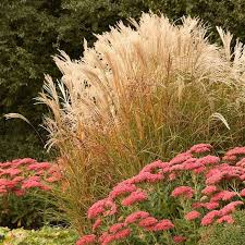 Drought Tolerant Pre Planned Garden Grass With Sedum Ornamental Grasses Garden Maintenance Drought Tolerant Garden