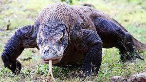 £63.00m* apr 25, 1993 in lille, france. Biologie Komodowarane Sind Gemeingefahrliche Raubtiere Welt