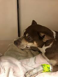 I was a volunteer at the merced rescue mission for five years, both as a teacher and as a counselor. Merced County Animal Shelter Overwhelmed With Pet Medical Cases Needs Support Kmph