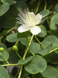 Image result for Capparaceae