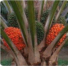 Masa tu aku mula masuk maktab. Jenis Tanah Untuk Kelapa Sawit Baja Pokok Buah Sawit Facebook