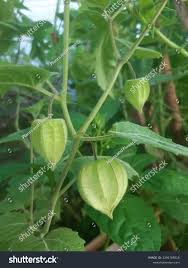 Image result for Physalis pubescens