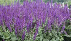 Perennial subshrub native to the mediterranean region with yellow daisy like flowers, whitish silver leaved plant grown as an annual. Flowers Annuals Perennials Johnson S Gardens Cedarburg Wi