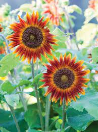 13 different flowers that almost look like sunflowers (with pictures). Big And Small Sunflower Varieties Different Sunflower Sizes Hgtv