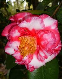 R L Wheeler Variegated Camellia Camellia Variegated Shrubs
