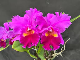 Image result for Richardsiella