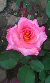 I did a little price check for this rosy sprout, and found that it typically sells for around $40 to $50. I Love My Roses Bought Them At Aldi Too Haha Beautiful Roses Beautiful Flowers Garden Beautiful Flowers