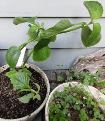 Image result for Brillantaisia cicatricosa