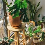 HOUSEPLANTS WITH RUBY FLORA