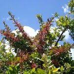 Image result for Agelanthus zizyphifolius