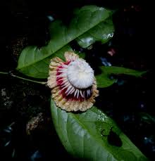 Image result for Napoleonaea