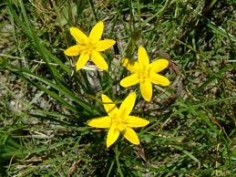 Image result for Hypoxis nyasica