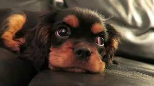 All of our dogs have passed their ofa heart examinations, had their eyes checked by an ophthalmologist at the university of georgia. Cavalier King Charles Spaniel 11 Weeks Old Youtube