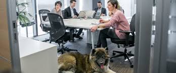 Quante volte avrai cercato questa frase per candidarti ed entrare a far parte del gruppo bancario con sede e milano? Unicredit Pet Friendly Cani Al Lavoro Con I Propri Padroni Nel Grattacielo Di Milano Positizie