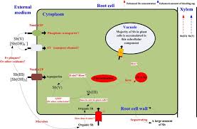 He was eliminated on episode 7, at the rank of 45. Factors Influencing The Uptake And Speciation Transformation Of Antimony In The Soil Plant System And The Redistribution And Toxicity Of Antimony In Plants Sciencedirect