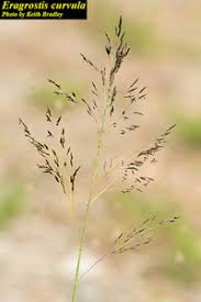 Image result for Eragrostis curvula