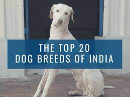 Pet dog market near me. Top 20 Indian Dog Breeds Purchasing Price And Care Pethelpful