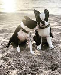 Stuffed Animal Of Your Pet Pet Plush Petsies Custom Stuffed Animal Boston Terrier Love Boston Terrier