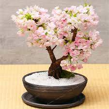 Candles, clocks, pillows, fireplaces, mirrors, rugs Newest For Real Cherry Blossom Bonsai Tree For Sale Pink Wool