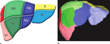 This produces a bolus which can be swallowed down the esophagus and into the stomach. Hepatic Segmental Anatomy Diagram A And Corresponding Color Coded Download Scientific Diagram