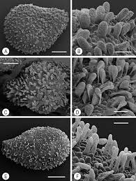 Image result for Impatiens gesneroidea