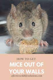 The best way to solve a problem with rats in walls is to eliminate their access points into the building, and then trap and remove them, and the easiest place to do that is in the attic, where they spend most of their time inside. Think You Have Mice In The Wall Here Are Some Tips On How To Get Rid Of Them Mice Repellent Getting Rid Of Mice Mouse Problem