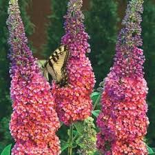 Gardens Alive 12 Oz In Pot Kaleidescope Butterfly Bush Buddleia Potted Lowes Com Butterfly Bush Spring Hill Nursery Flowering Shrubs