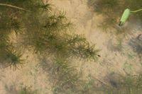 Image result for Najas graminea