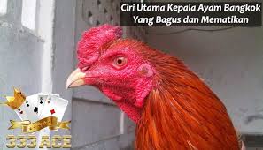 Ciri Utama Kepala Ayam Bangkok Yang Bagus Dan Mematikan Ayam Bangkok Tengkorak