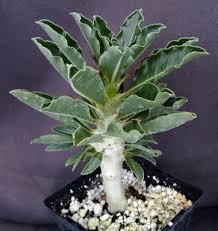 Image result for Pachypodium saundersii