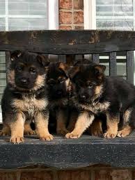 Fees for german shepherd dogs and puppies adopted from a gsd rescue vary but you can always find out by doing online research or by calling or emailing the gsd rescue organization for more information. German Shepherd Puppies Exotic Posts Facebook