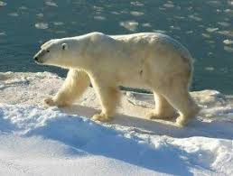 Climate Change Affects Biodiversity Polar Bear Polar Bear Facts Polar