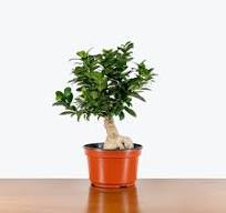 Ficus Ginseng Bonsai